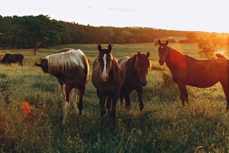 Horse-riding