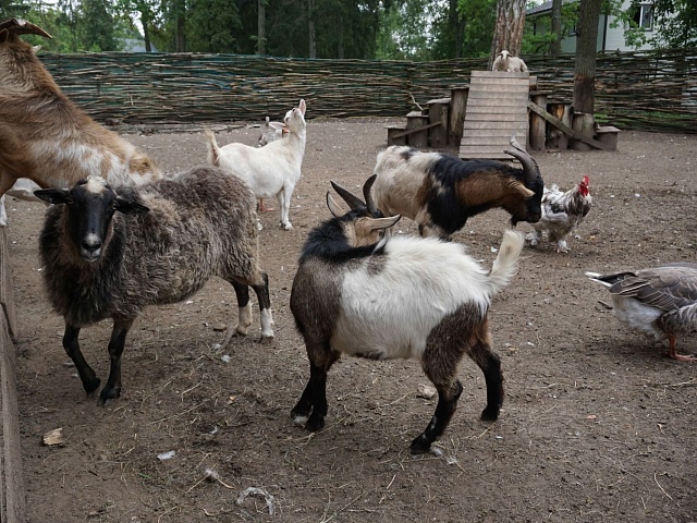 Petting zoo “Farm”