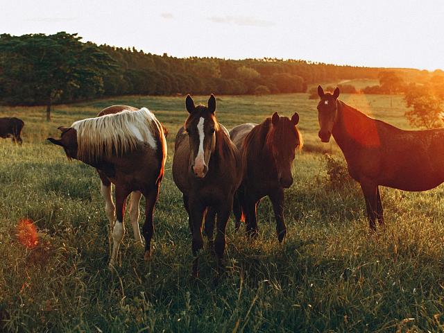 Horse-riding